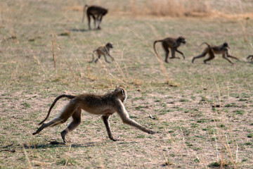 View of the monkey on the meadow