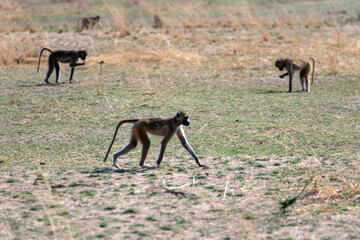 View of the monkey on the meadow