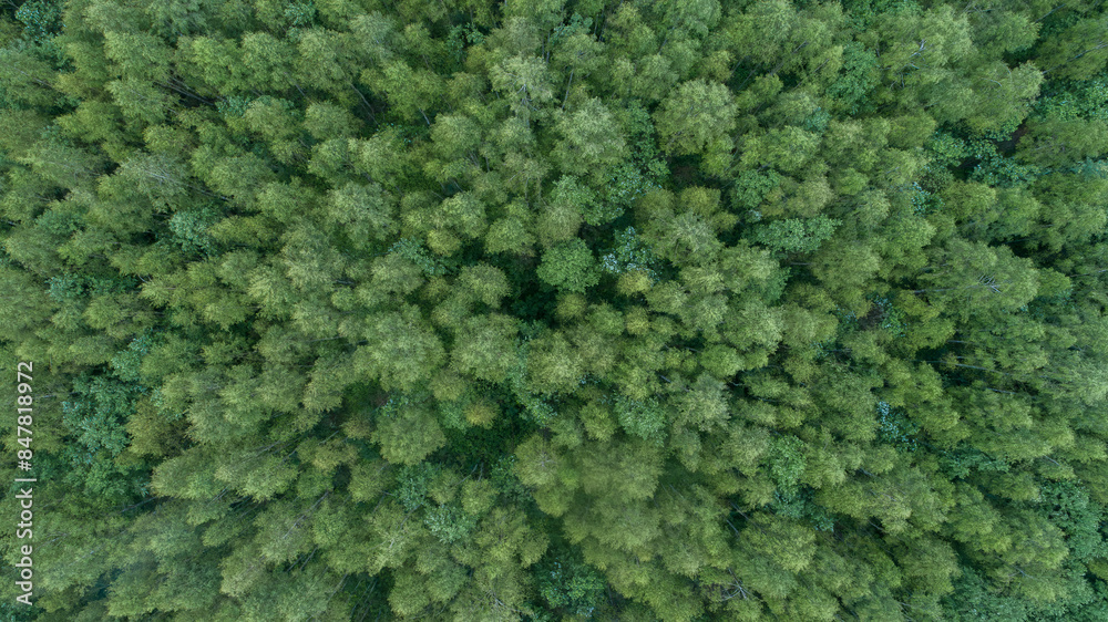 Poster a lush green forest with many trees and a few bushes. the forest is full of life and he is a peacefu