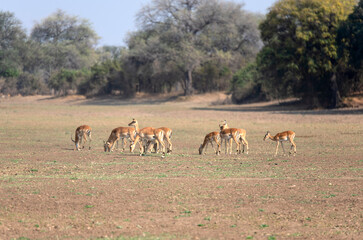 View of the antelope on the meadow