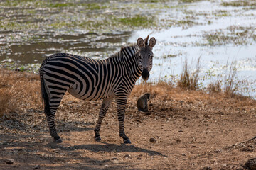 View of the zebra at the riverside