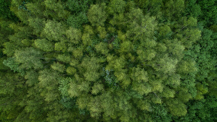 Naklejka premium A lush green forest with many trees and a few bushes. The forest is full of life and he is a peaceful and serene place