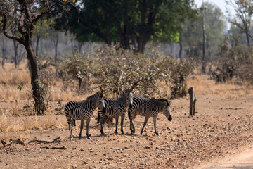 View of the zebras crossing the road