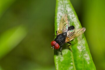 fly on leaf