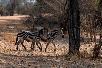 Obraz premium View of the zebras crossing the road