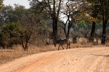 View of the zebras crossing the road