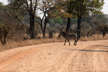 View of the zebras crossing the road