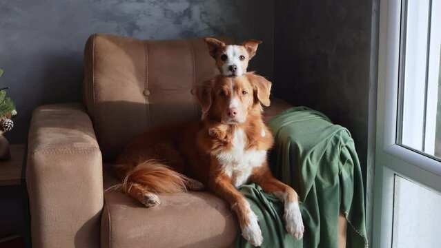 A Nova Scotia Duck Tolling Retriever and a Jack Russell Terrier lounge on an armchair, exuding a relaxed vibe in a stylishly appointed room