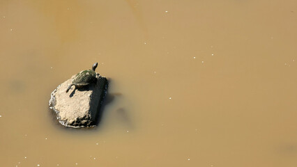 日本の川に生息する亀・泥水／Turtles that live in Japanese rivers・muddy...