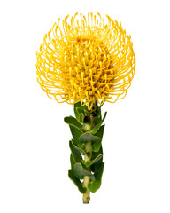 Yellow pincushion png flower sticker