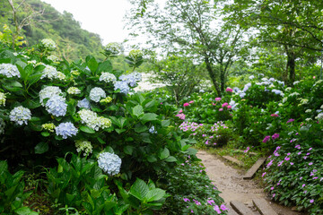 Beautiful flower Hydrangea flower garden