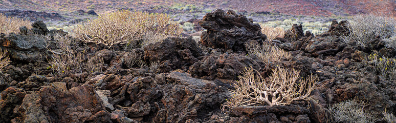 Bushes of Balsam Spurge growing on lava fields in volcanic stones on Tenerife Island, panoramic landscape. Endemic flora and succulents plants from the Canary Islands.
