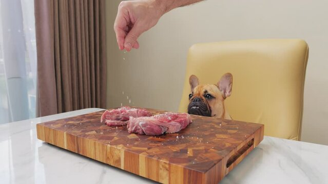 Cute Frenchie puppy innocently observing as man sprinkles salt on two chunks of raw beef on large cutting board. With childlike curiosity, young dog watches process, intrigued by scent of meat