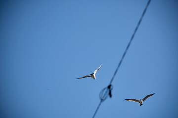 seagulls flying in opposite direction
