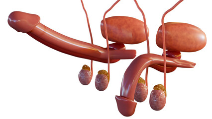 3d rendering of anatomically flaccid and erect states of human penises