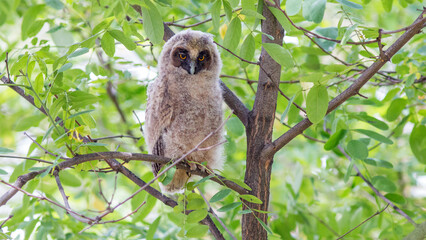 owl on a branch