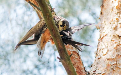 Hobby caught a swift for lunch