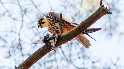 Hobby caught a swift for lunch