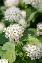 A close up image featuring a plant displaying white flowers and green leaves