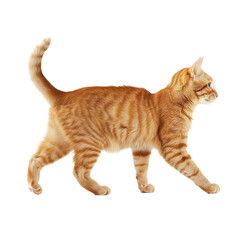 Orange Tabby Cat Walking in Profile Against White Background