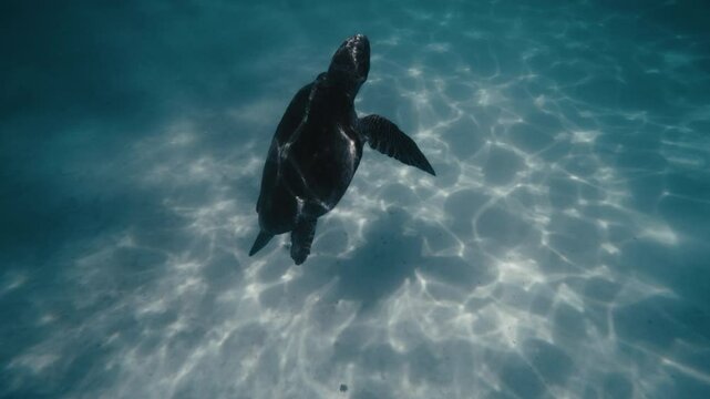 Turtle rises up flapping flippers as cute shadow is cast on sandy bottom of water in slow motion