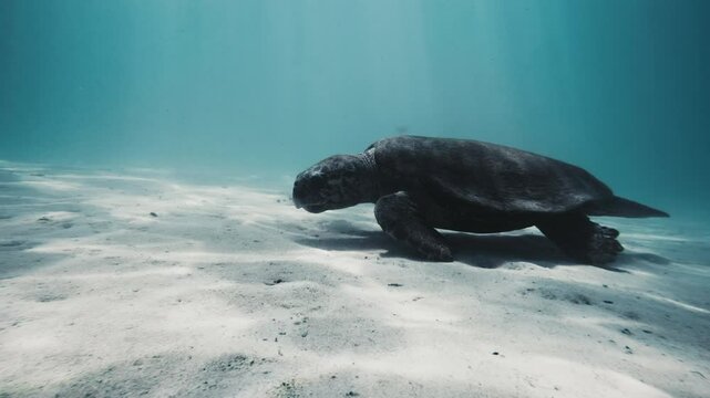 Closeup of flatback turtle crawling along sandy white bottom of ocean as it feeds by light beams