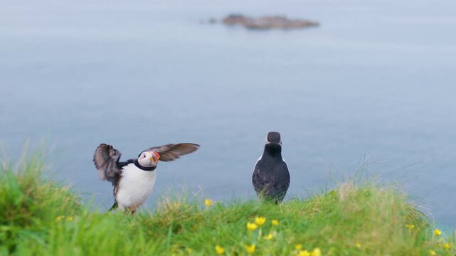 Puffin Growling and flicking their head back to attract a female for breeding