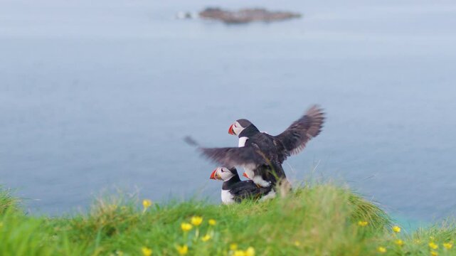 Atlantic Puffins mating on grassy cliff in Scotland - Slowmotion