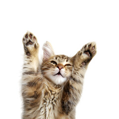 Tabby Kitten Reaching Up With Paws Against White Background