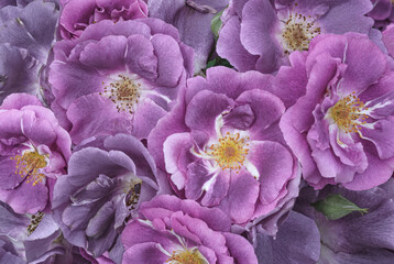Obraz premium Blooming purple rose flowers