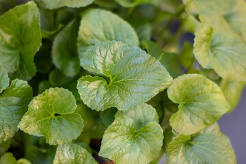 Detailed view of a plant featuring numerous lush green leaves