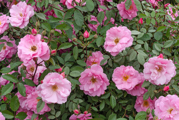 Soft pink rose flowers on a background of green leaves