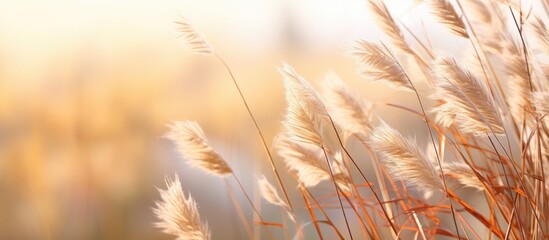 Adagio Maiden Grass in the fall. Creative banner. Copyspace image