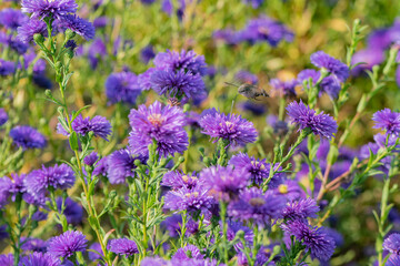 Fototapeta premium Dutch chrysanthemums and various small bean long billed moths in the park