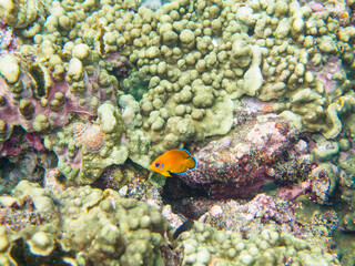 美しいサンゴと可愛いコガネヤッコ（キンチャクダイ科）の幼魚他。

日本国静岡県伊豆半島賀茂郡南伊豆町中木から渡し船で渡るヒリゾ浜にて。
2022年10月水中撮影。

Beautiful corals and lovely juvenile Lemonpeel Angelfish (Centropyge flavissima) and others.
