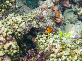 Fototapeta premium 美しいサンゴと可愛いコガネヤッコ（キンチャクダイ科）の幼魚他。日本国静岡県伊豆半島賀茂郡南伊豆町中木から渡し船で渡るヒリゾ浜にて。 2022年10月水中撮影。Beautiful corals and lovely juvenile Lemonpeel Angelfish (Centropyge flavissima) and others. 