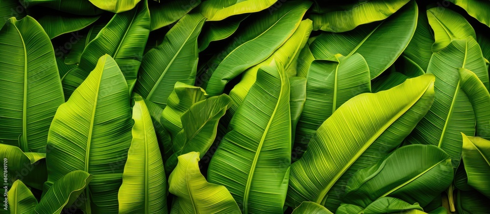 Poster the leave banana background color is yellow and green. creative banner. copyspace image