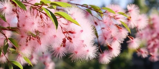 Mimosa Tree Persian Acacia. Creative banner. Copyspace image