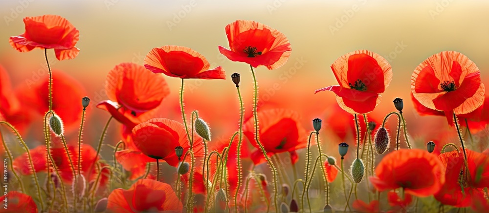 Poster red poppies in a field. creative banner. copyspace image