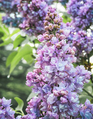 Obraz premium Blooming lilac. High quality photo