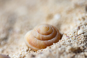 小笠原諸島・南島　砂浜に打ち上げられた貝殻
