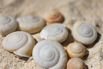 小笠原諸島・南島　砂浜に打ち上げられた貝殻
