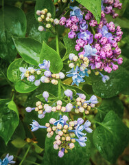 Lilac flowers on a branch in the garden in spring