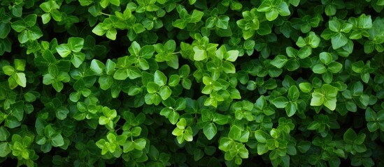 Obraz premium Fresh leaf shoots are suitable for the background. Creative banner. Copyspace image