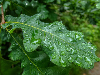 Raindrops on leaf.