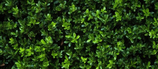 boxwood background. Creative banner. Copyspace image