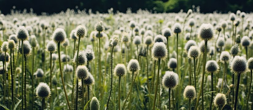 A field of Dipsacus sativus fullonum flower. Creative banner. Copyspace image