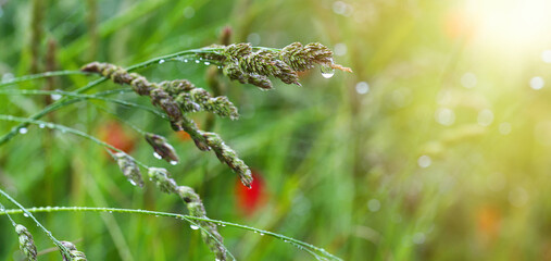 Field flowers in raindrops. Wet petals of red poppies and other wildflowers and herbs with raindrops close-up. Summer rainy day.