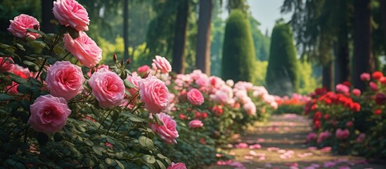 Roses in the botanical garden in Radzionkow Free space for entry ready. Creative banner. Copyspace image