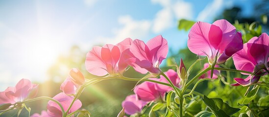 sweet pea flower on a warm summer day. Creative banner. Copyspace image